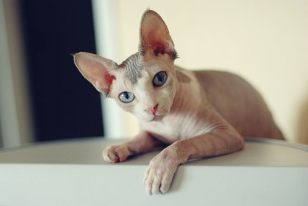 Sphynx personality and temperament