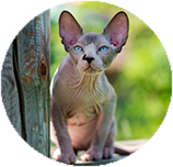 Sphynx training and behaviour