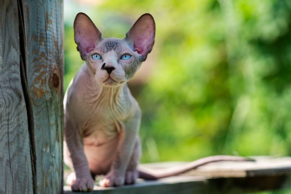 Sphynx training and behaviour