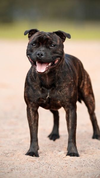 are staffordshire bull terriers intelligent