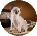 Tonkinese before you buy