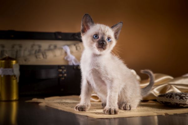 Tonkinese before you buy