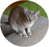 Tonkinese grooming and coat care