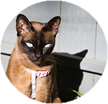 Tonkinese training and behaviour