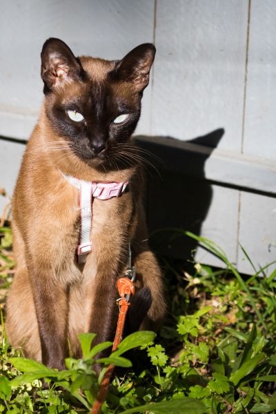 Tonkinese training and behaviour