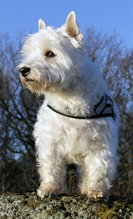 westie