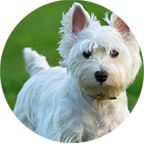 westie