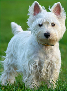 white west highland terrier