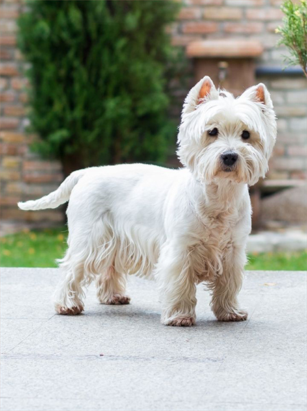 white west highland terrier