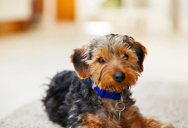 what is a yorkshire terrier used for