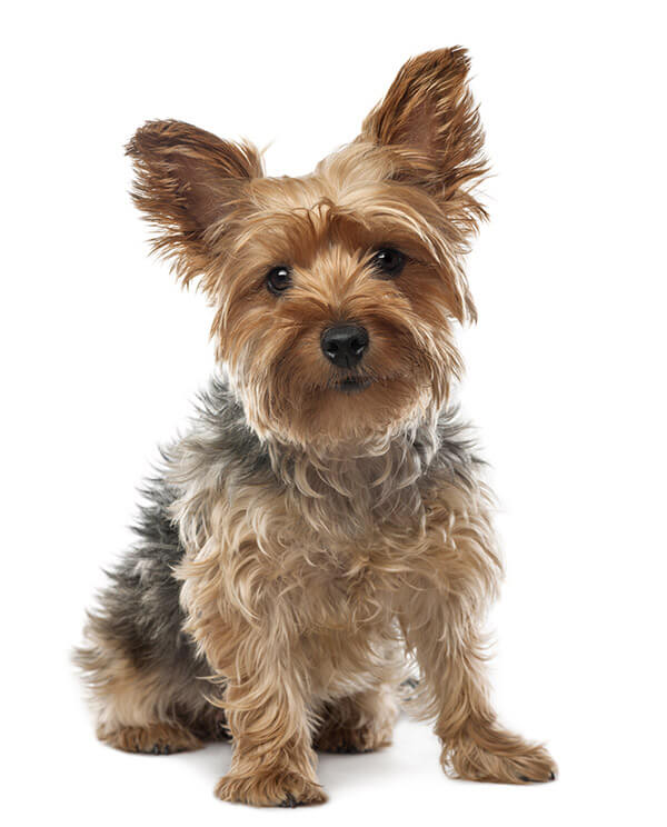 yorkshire terrier medium size