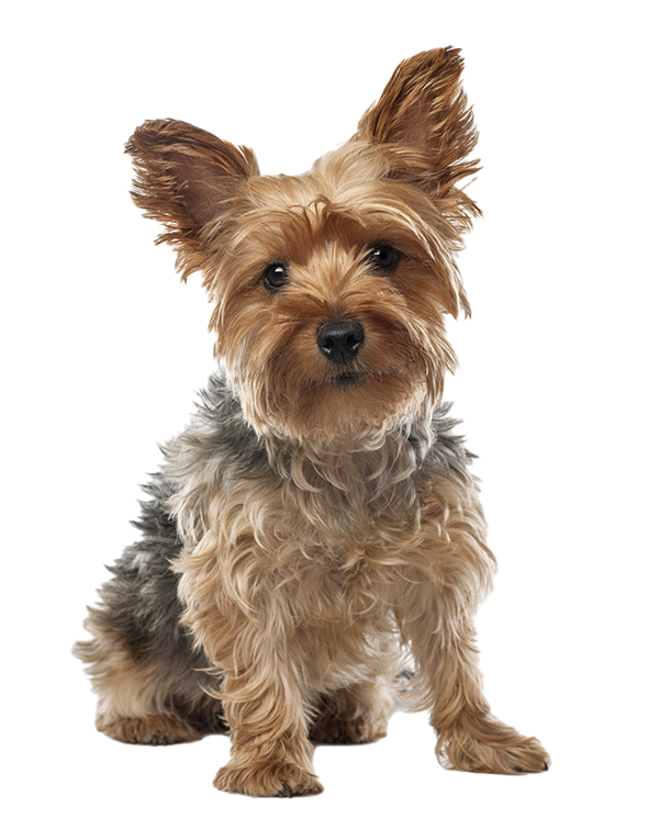 what is a yorkshire terrier used for