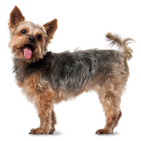 tell me about yorkshire terriers