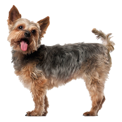 what is a yorkshire terrier used for