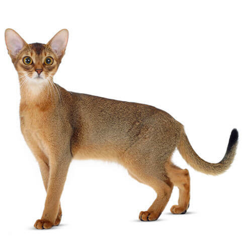 Abyssinian Cat Health Facts by Petplan | Petplan