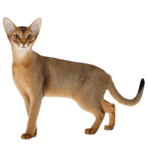 Abyssinian