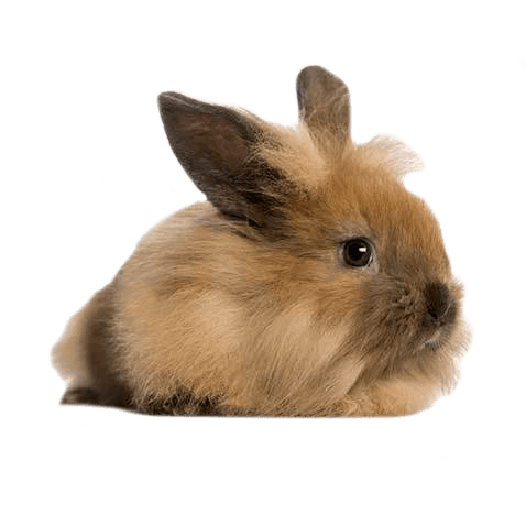 Angora Rabbit Health Facts by Petplan | Petplan
