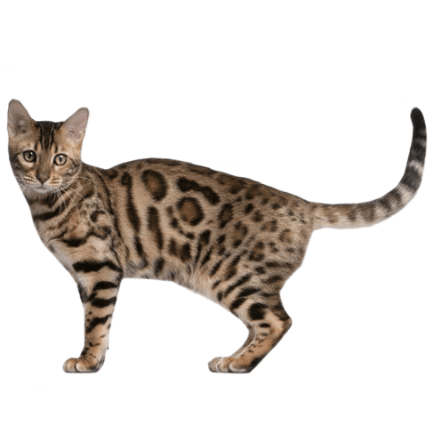 bengal cat compared normal cat