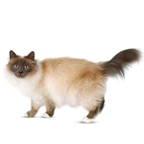 facts about birman cats