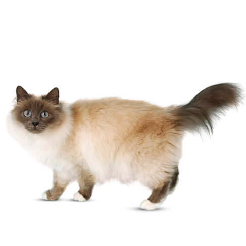 Birman Personality, Temperament and 