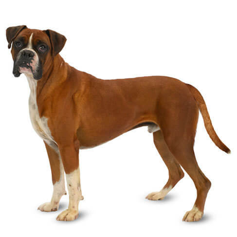 english boxer dog pictures