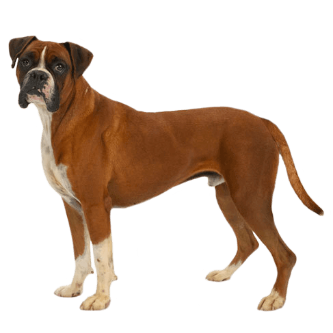 Boxer: Temperament, Training, Grooming, Nutrition