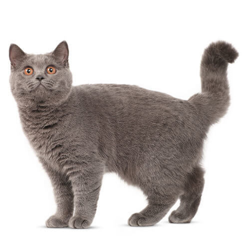 british blue shorthair cat temperament