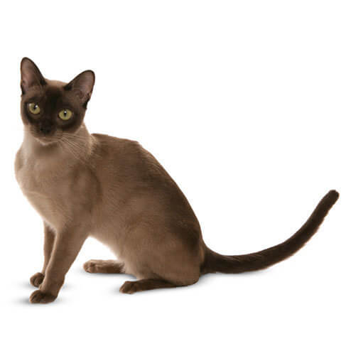 types of burmese cats