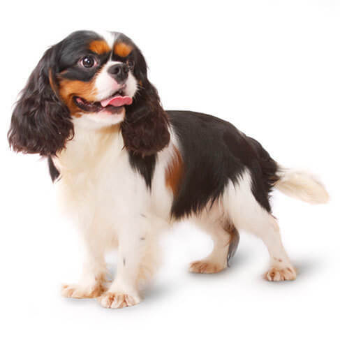 Cavalier King Charles Spaniel Health Facts By Petplan Petplan