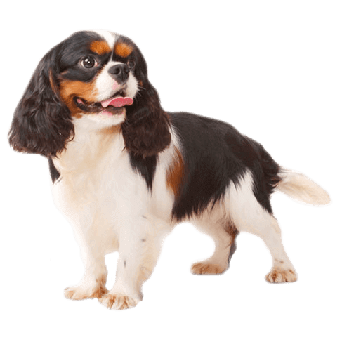 how many litters can a cavalier king charles spaniel have