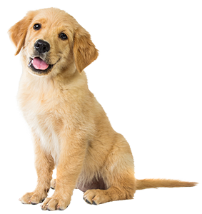 Golden shop retriever junior