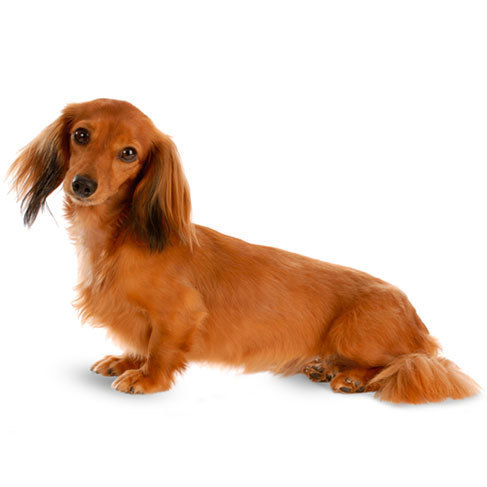 breeding miniature dachshunds