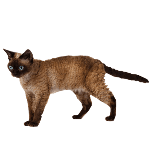 Devon Rex