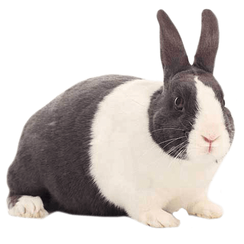 Dutch Rabbit Health Facts by Petplan | Petplan