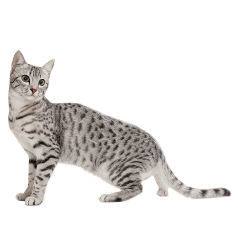 Egyptian Mau