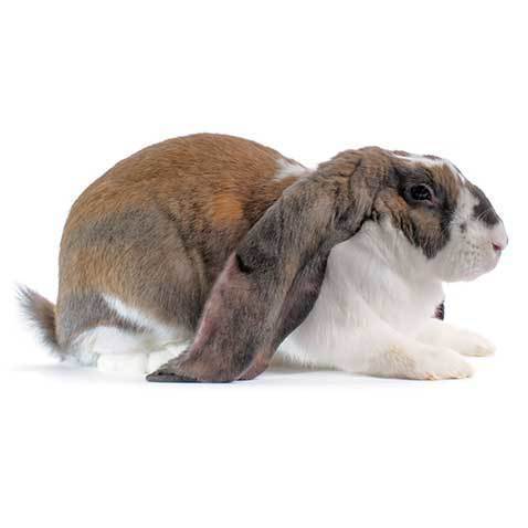 lop rabbit care