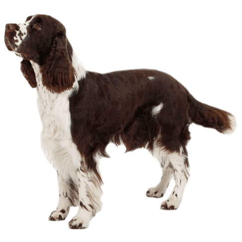 are springer spaniels affectionate