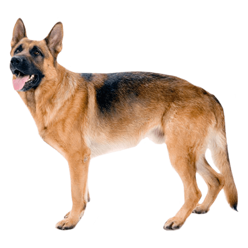 how to know german shepherd original breed