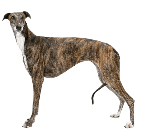 can greyhounds be left alone