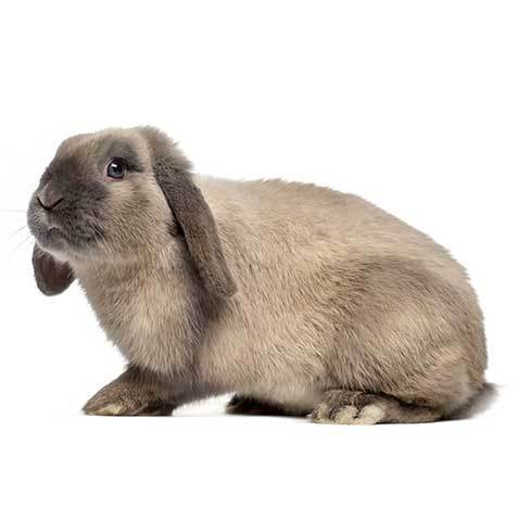 mini holland lop bunny