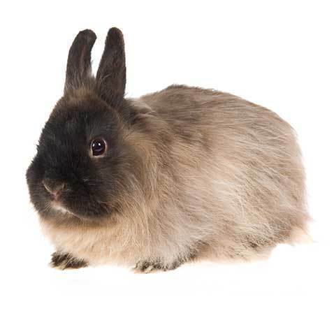 new jersey wooly rabbit