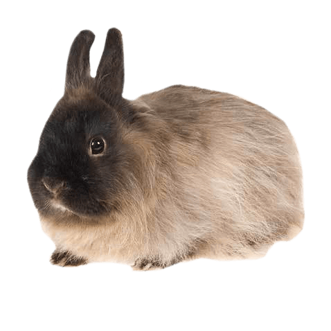 Jersey Wooly Rabbit Health Facts by Petplan