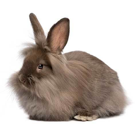 double mane lionhead bunny