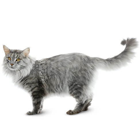Maine Coon Personality Temperament And Lifespan Petplan