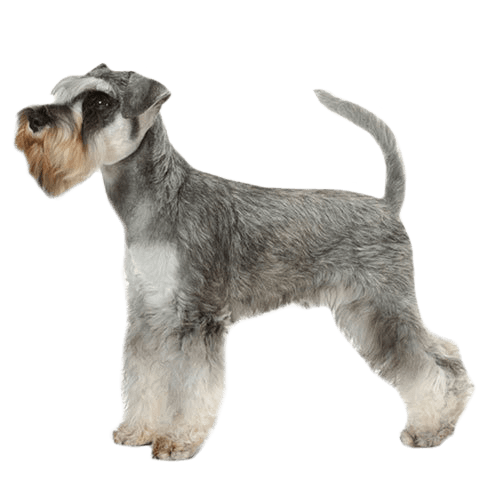 why do schnauzers have beards