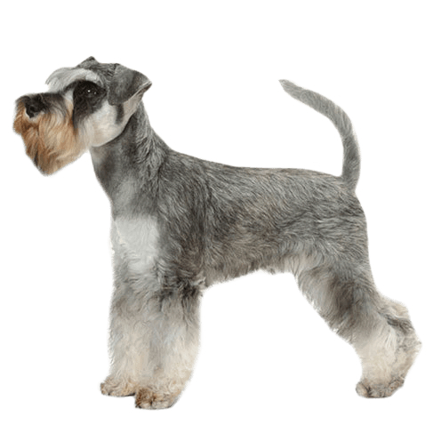 Miniature Schnauzer: A Breed and Owner's Guide