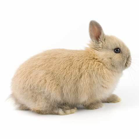 dwarf rabbit cost