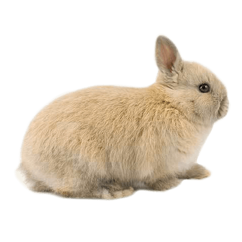 Dwarf rabbit netherland Netherland Dwarf