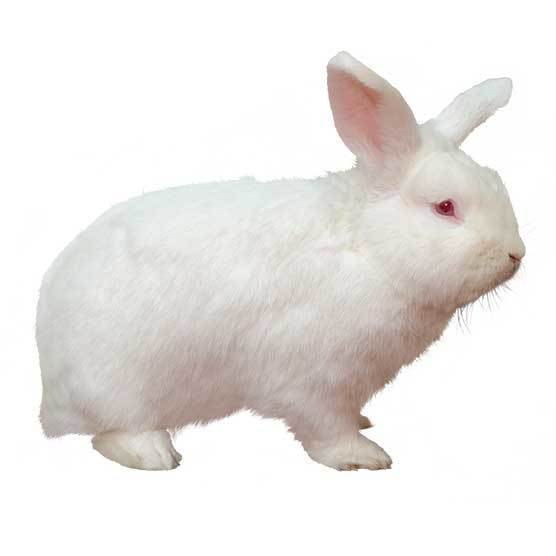 new zealand dwarf rabbit