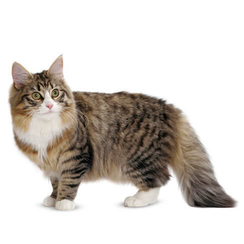 images of norwegian forest cats